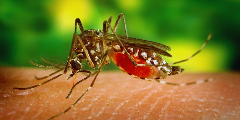 Combate à Epidemia de Dengue nos Condomínios
